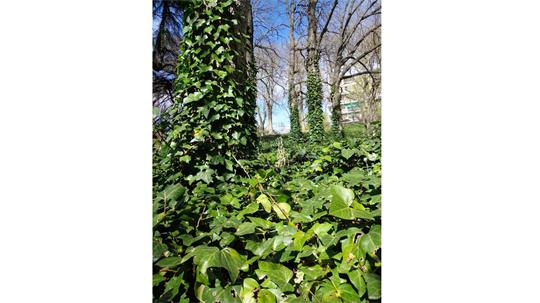 fotografía del autor: 'ivanperezdiaz' con titulo: 'hiedra escala por el arbol'