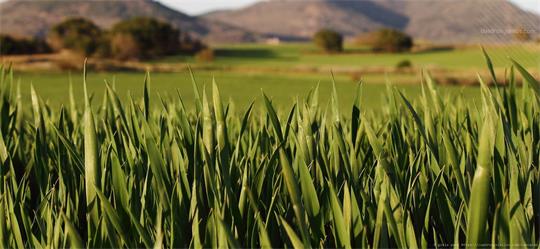 fotografía del autor: 'gsala' con titulo: 'desenfoque'