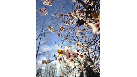 fotografía del autor: 'ivanperezdiaz' con titulo: 'flores3'