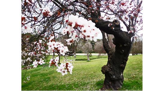 fotografía del autor: 'ivanperezdiaz' con titulo: 'arbol 1'