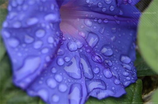 fotografía del autor: 'sendascorpio' con titulo: 'malvada flor que quiso, hacer llorar a las nubes, para ella poder vivir.'