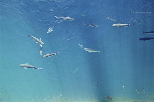 fotografía del autor: 'xatez' con titulo: 'azul'