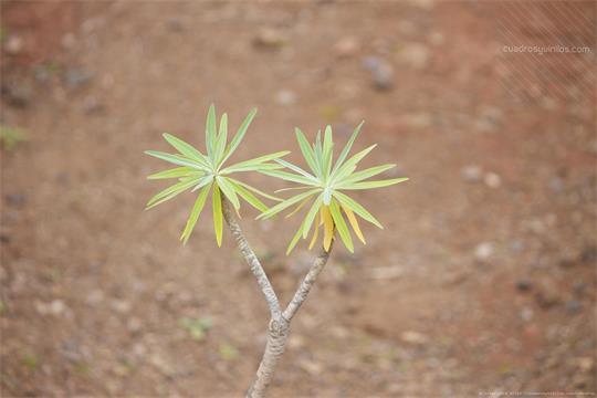 fotografía del autor: 'xatez' con titulo: 'diminuto'