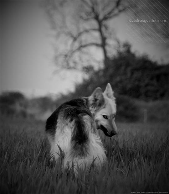 fotografía del autor: 'gsala' con titulo: 'mirada agresiva'