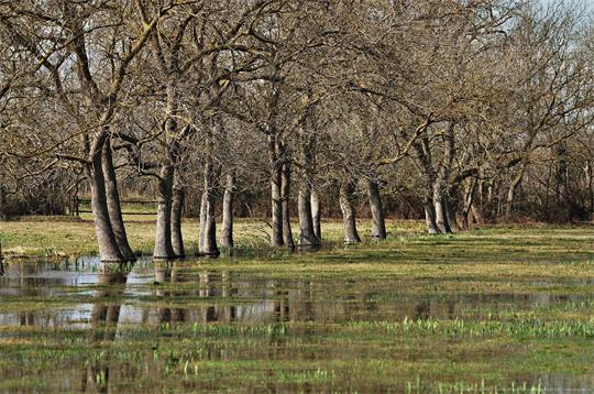fotografía del autor: 'alberto-g-rovi' con titulo: 'humedales del emporda'