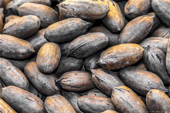 fotografía del autor: 'topomar' con titulo: 'belloto'