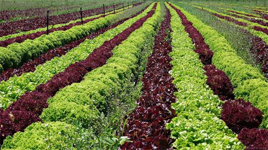 fotografía del autor: 'alberto-g-rovi' con titulo: 'contraste de colores'