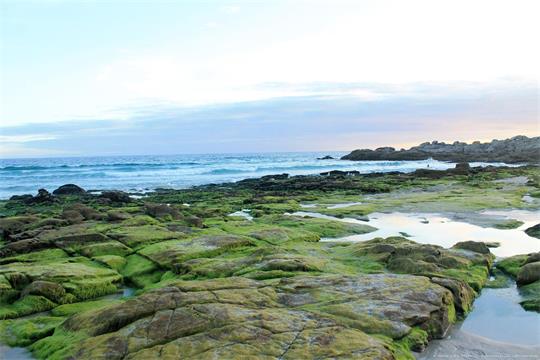 fotografía del autor: 'xatez' con titulo: 'verde'