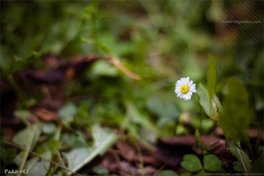 fotografía del autor: 'pakomartinez' con titulo: 'naturaleza al oleo'