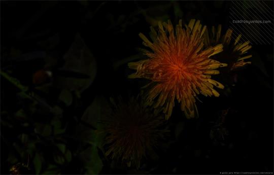 fotografía del autor: 'gsala' con titulo: 'diente oscuro'