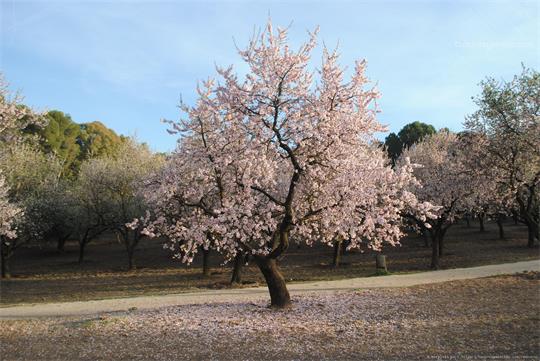 fotografía del autor: 'berzis93' con titulo: 'los cerezos anuncian la primavera'