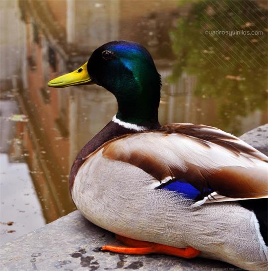 fotografía del autor: 'berzis93' con titulo: 'colors'