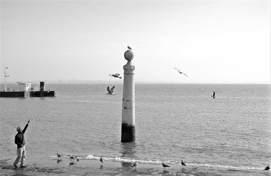 fotografía del autor: 'inpicturaveritas' con titulo: 'el encantador de pájaros'
