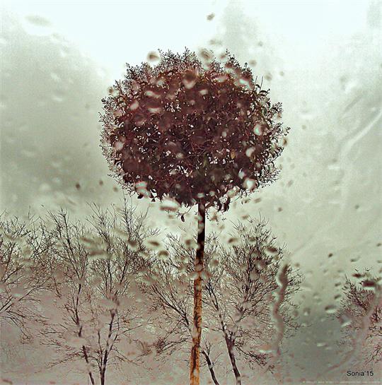 fotografía del autor: 'sonia15' con titulo: 'a través del cristal.'