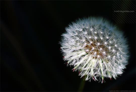 fotografía del autor: 'gsala' con titulo: 'diente de leon'