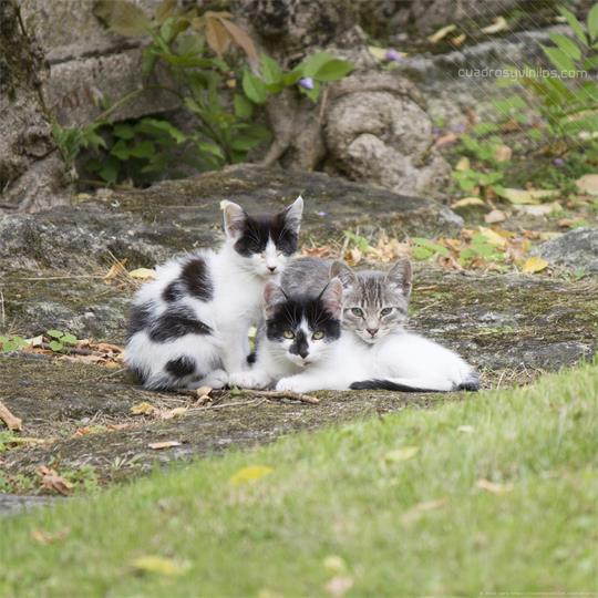 fotografía del autor: 'xatez' con titulo: 'tres'