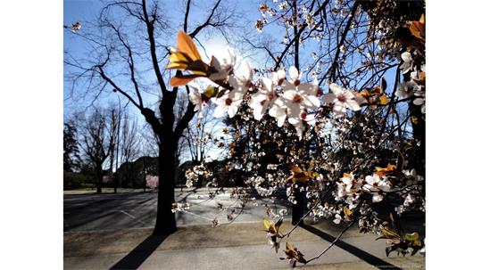 fotografía del autor: 'ivanperezdiaz' con titulo: 'paseo de flores'
