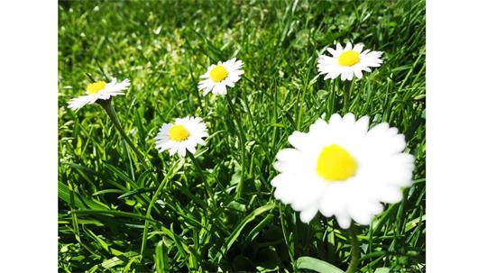 fotografía del autor: 'ivanperezdiaz' con titulo: 'margaritas'