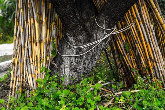 fotografía del autor: 'topomar' con titulo: 'la caña'