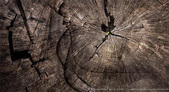 fotografía del autor: 'arturomontes' con titulo: 'naturaleza viva'