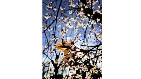 fotografía del autor: 'ivanperezdiaz' con titulo: 'flores 1'