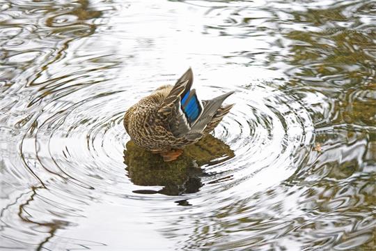 fotografía del autor: 'xatez' con titulo: 'ocultación'