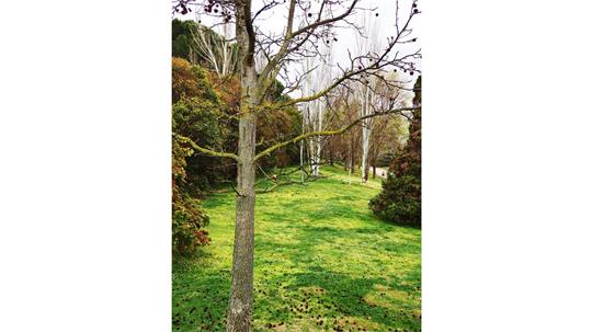 fotografía del autor: 'ivanperezdiaz' con titulo: 'alfombra verde'