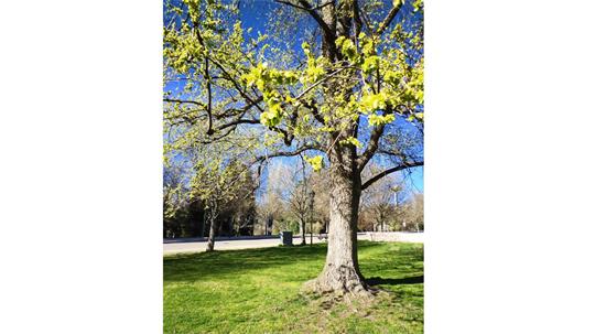 fotografía del autor: 'ivanperezdiaz' con titulo: 'arbol 2'
