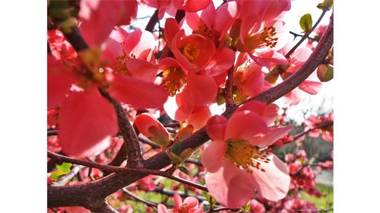 fotografía del autor: 'ivanperezdiaz' con titulo: 'flores 4'