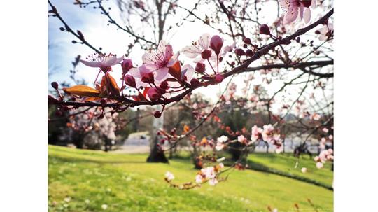 fotografía del autor: 'ivanperezdiaz' con titulo: 'flores 2'
