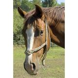 Cabeza de caballo jaquima