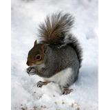 Ardilla en nieve