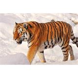 Tigre en nieve