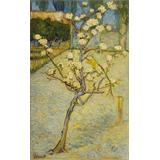 Pequeño peral en flor 