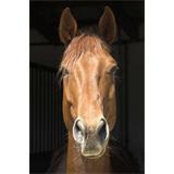 Cabeza de caballo