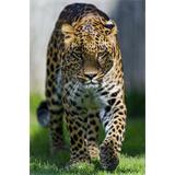 Leopardo caminante