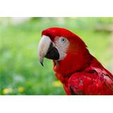 Lienzo Cuadro  Loro rojo
