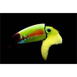 Lienzo Cuadro  Tucán sobre negro