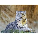 Leopardo de nieve en roca