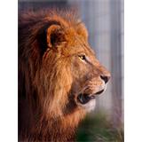 León entre rejas