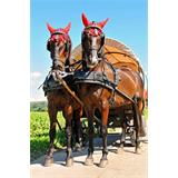 Carruaje de caballos