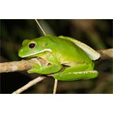 Ranita verde en rama