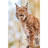 Lince 