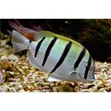 Poisson-chirurgien bagnard