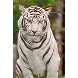 Tigre albino