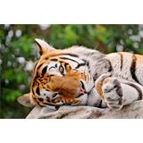 Tigre acostado