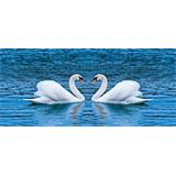 Cisnes corazon