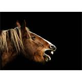 Cabeza de caballo sobre negro