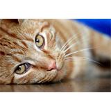 Gato romano acostado