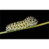 Chenille de Gran porte